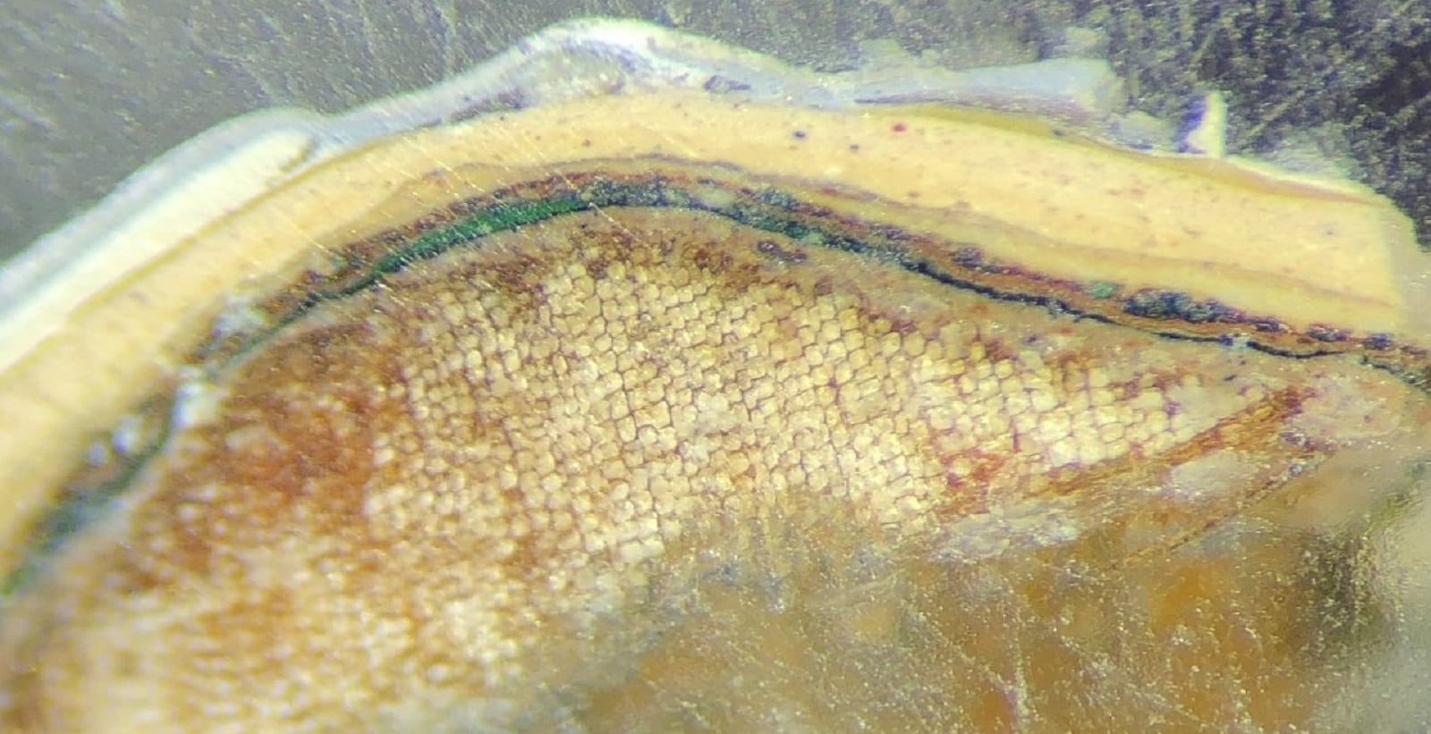 Paint Microscopy-Paint sample photographed under microscope for Historic Paint Analysis